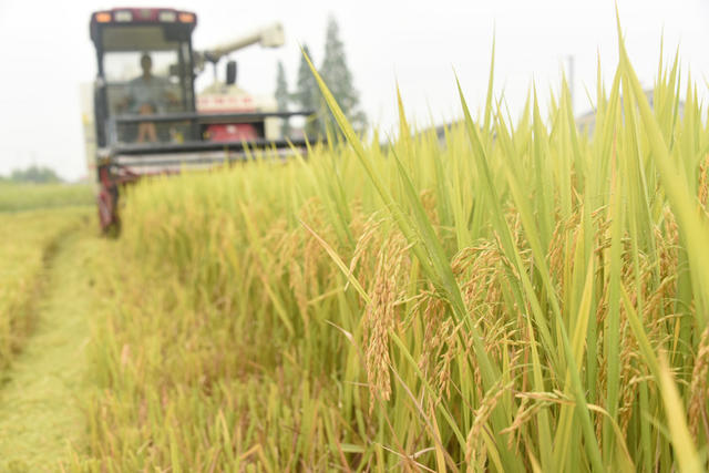 二十四节气；立秋；农业生产；中稻收割；收割机。