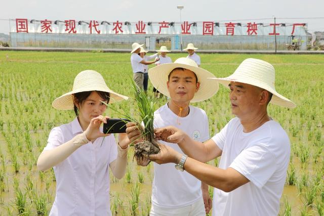  Provincial grain production demonstration area of 10000 mu, agricultural technicians, late rice pest control skills, rural revitalization schools, "pioneers" of rural revitalization, rice fields
