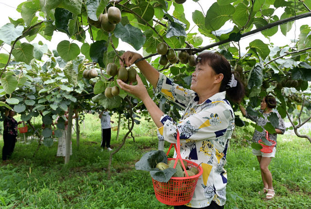 金融信贷  农村 银行 农民 农业生产 种植业 金融助农  猕猴桃 采摘 种植户 