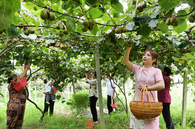 金融信贷  农村 银行 农民 农业生产 种植业 金融助农  猕猴桃 采摘 种植户 