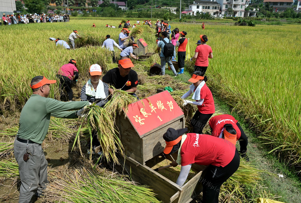 打禾 收割稻谷 打禾比赛 农民 丰收 水稻 粮食 稻田 农事活动