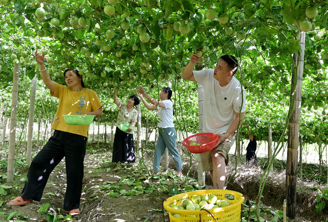 种植业  特色产业 百香果 水果 丰收 乡村振兴 采摘 增收致富 农业 农村