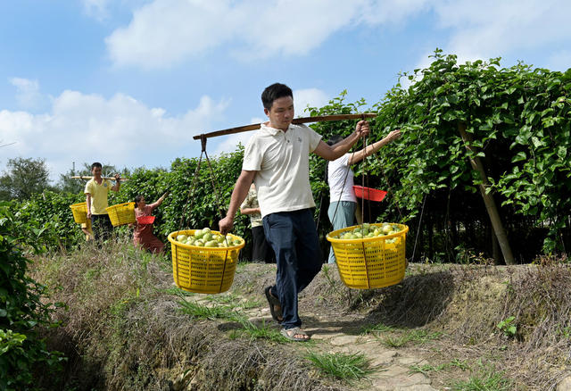种植业  特色产业 百香果 水果 丰收 乡村振兴 采摘 增收致富 农业 农村