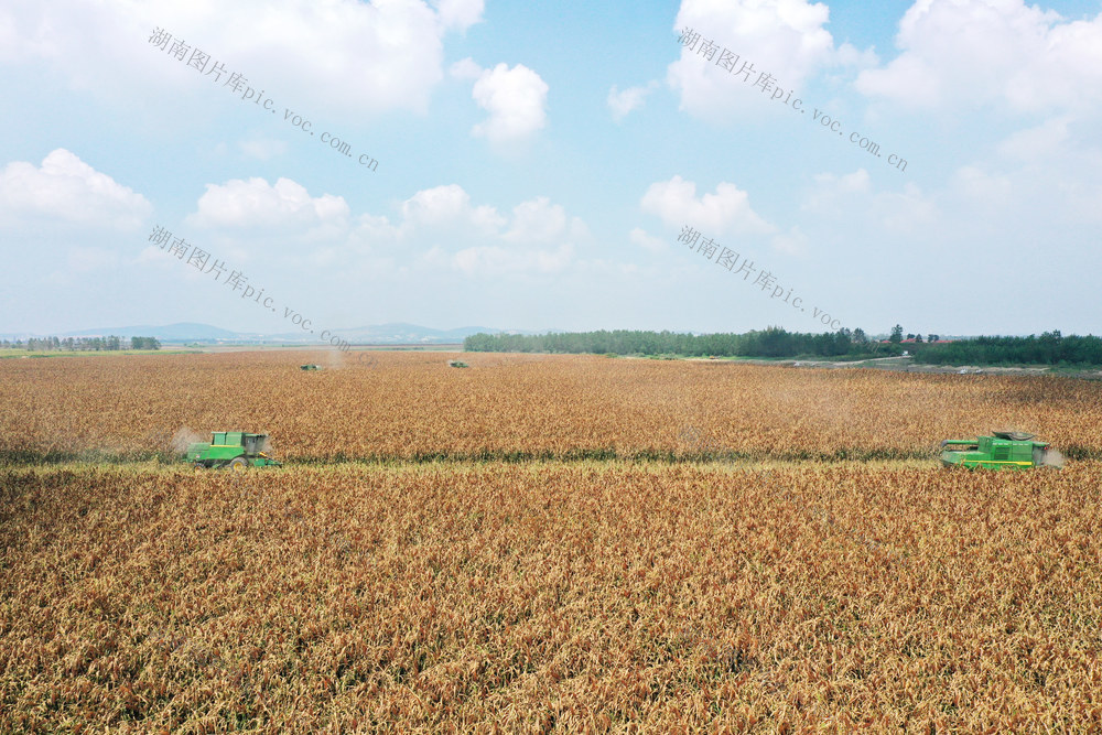 洞庭湖  农业  粮食生产  高粱种植  大型收割机  颗粒归仓