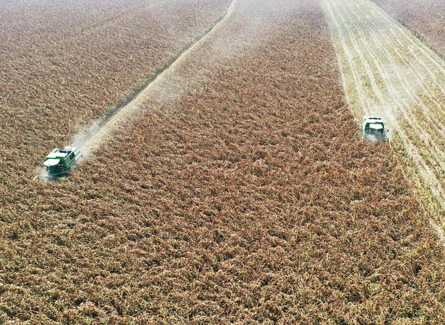 洞庭湖  农业  粮食生产  高粱种植  大型收割机  颗粒归仓