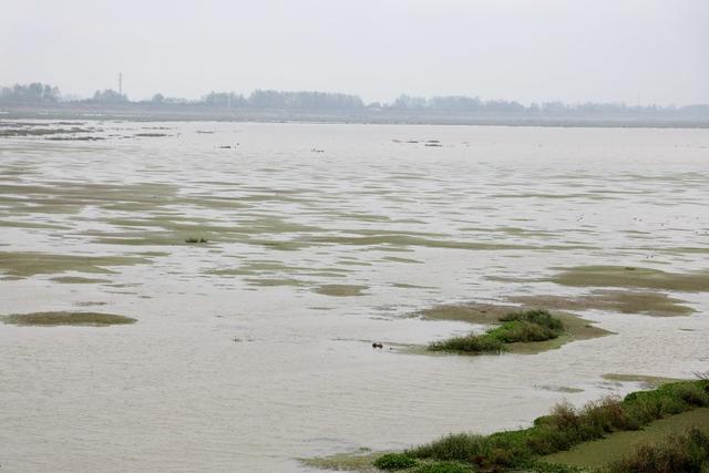 洞庭湖,湿地,候鸟,绿洲,湖水,浅滩