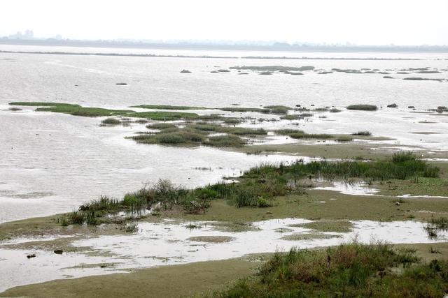 洞庭湖,湿地,候鸟,绿洲,湖水,浅滩