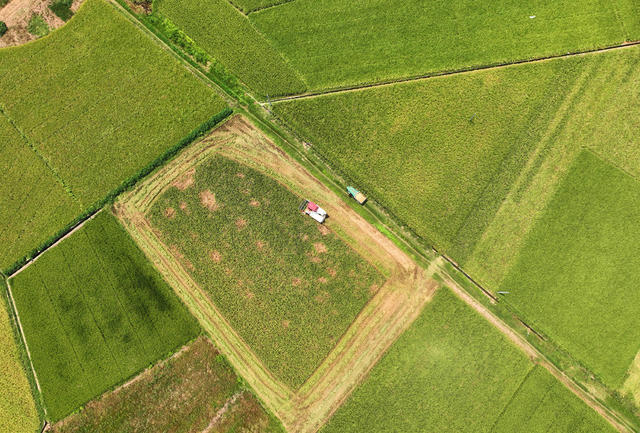 油菜 水稻 轮作 