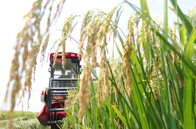 油菜 水稻 轮作 