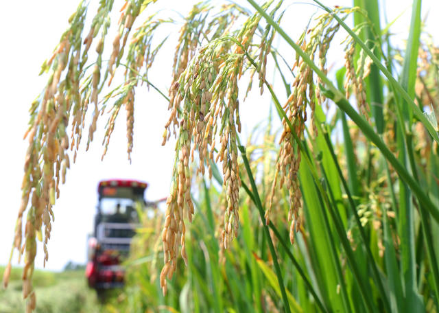 油菜 水稻 轮作 