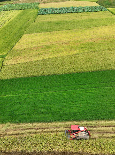 中稻 收割 晾晒