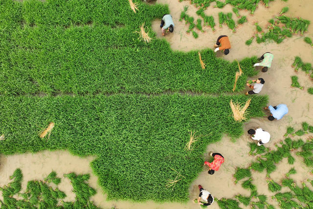 插秧 晚稻 早稻 收割  双抢