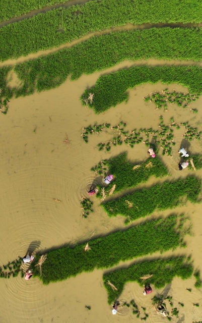 插秧 晚稻 早稻 收割  双抢