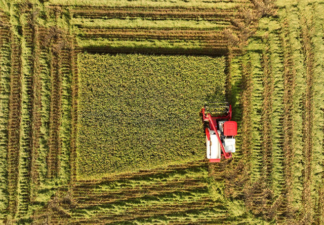 插秧 晚稻 早稻 收割  双抢