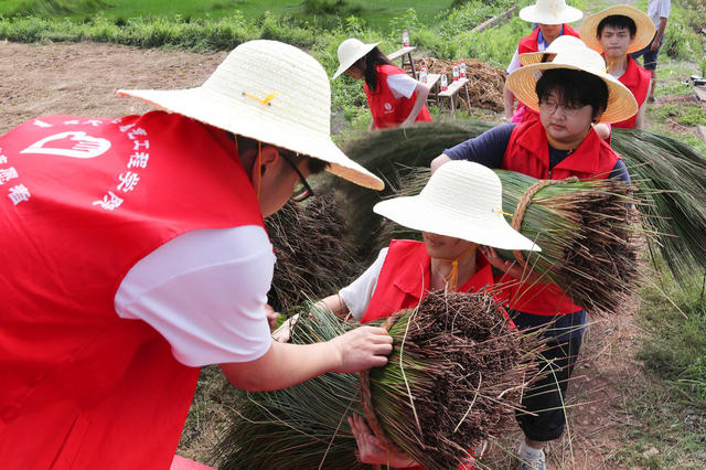 大学生 三下乡 劳动 助农