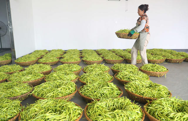 祁东 黄花菜 采摘 晾晒