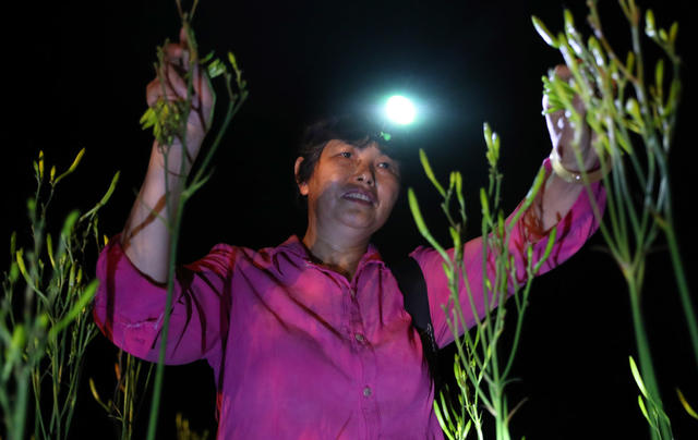 祁东 黄花菜 采摘 晾晒