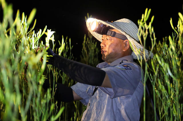 祁东 黄花菜 采摘 晾晒