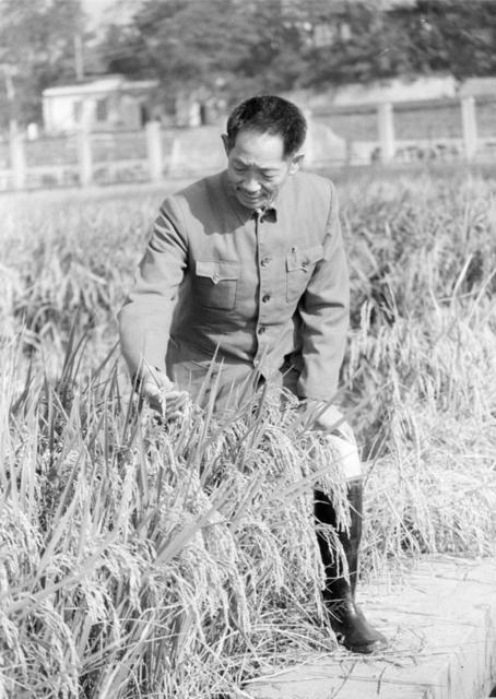 湖南省农业科学院 袁隆平 杂交水稻
