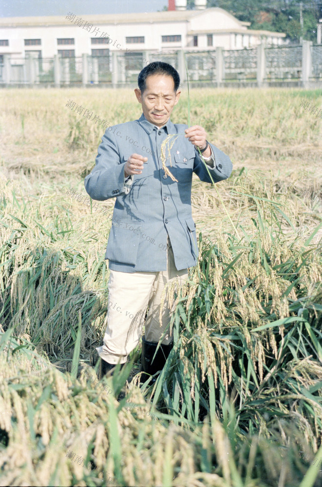  Hunan Academy of Agricultural Sciences Yuan Longping Hybrid Rice