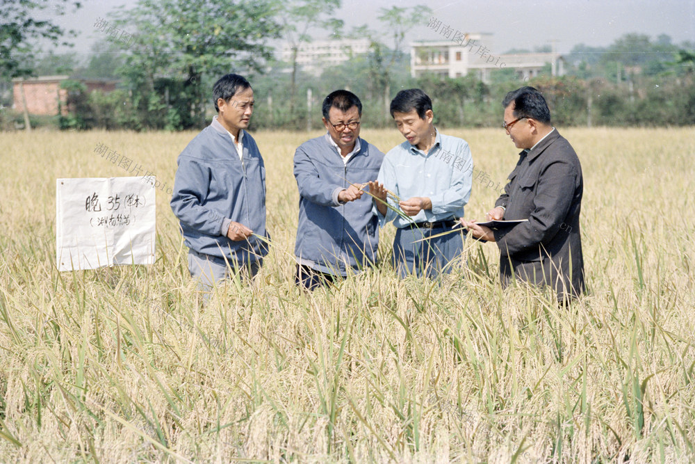  Hunan Simiao Rice