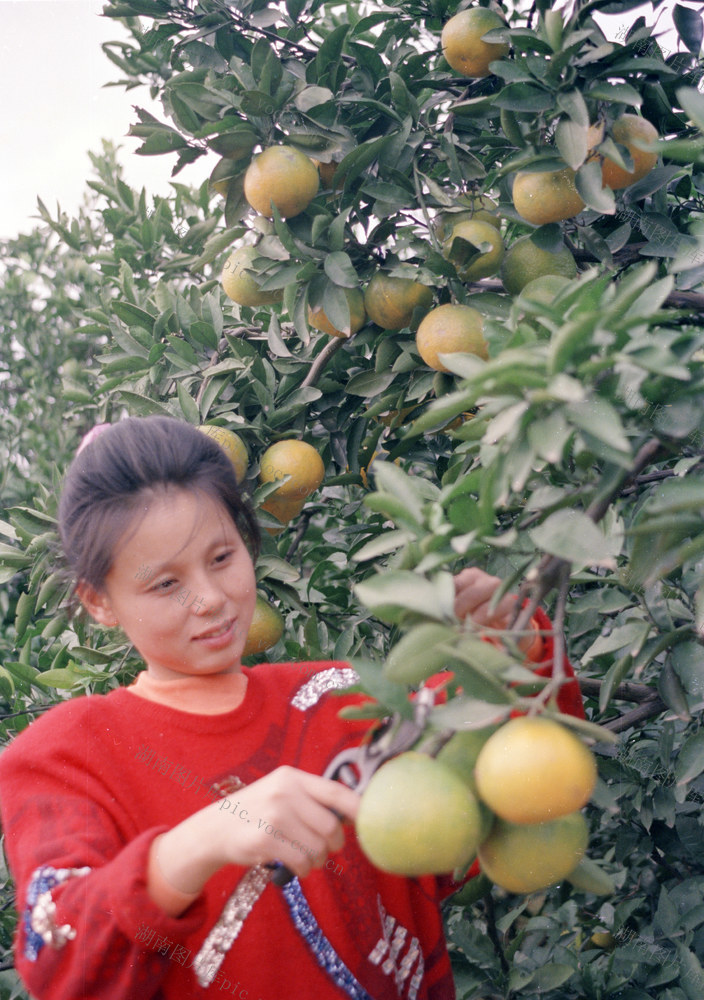  Horticulture Institute of Academy of Agricultural Sciences