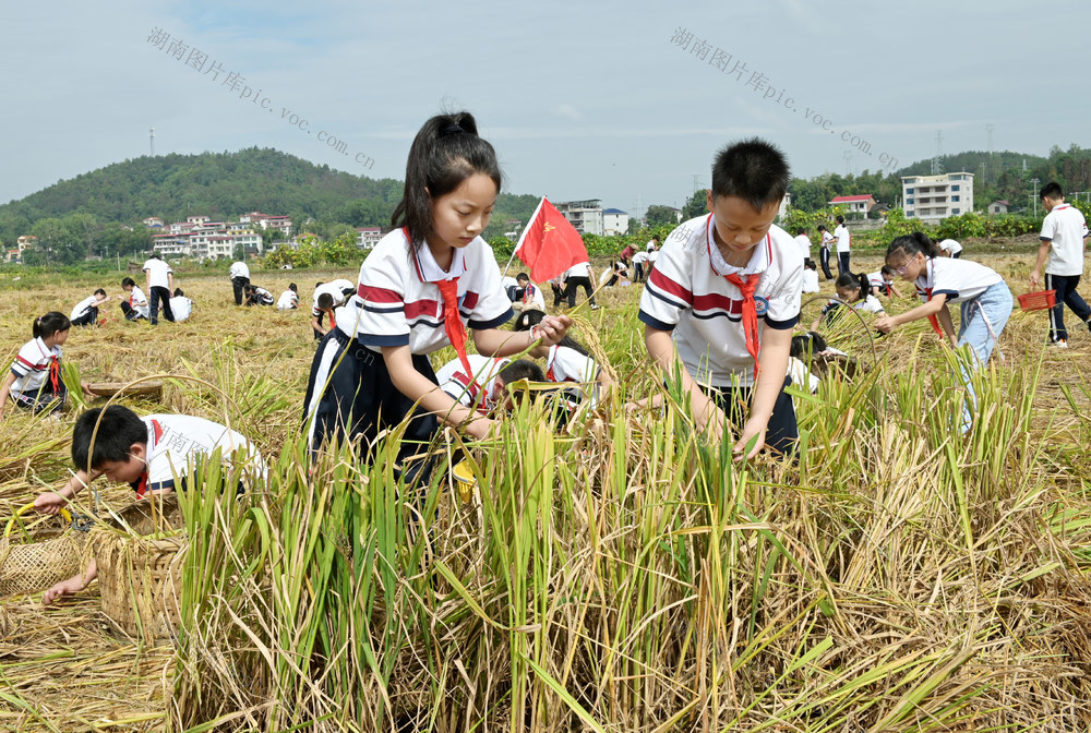 捡拾稻穗 稻田 学生 劳动实践  珍惜粮食 学校  减少浪费 稻谷 农村 教育