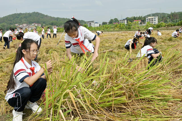 捡拾稻穗 稻田 学生 劳动实践  珍惜粮食 学校  减少浪费 稻谷 农村 教育