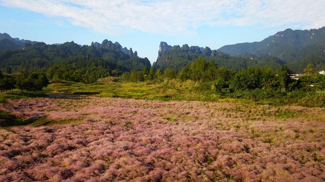 粉黛花海 张家界