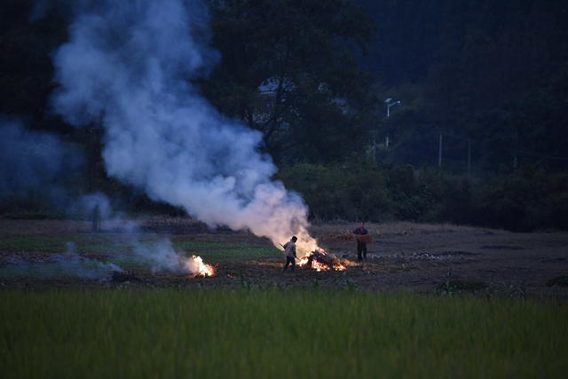 焚烧 大气污染 秸秆 农业 水稻 病虫害