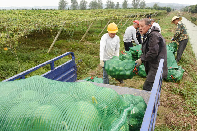 农业   种植企业   药食两用   瓜蒌子   土地效益   农民收入   乡村振兴