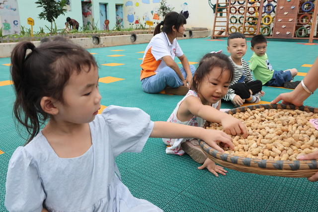 晒秋 幼儿园 中华传统民俗文化 秋天 丰收