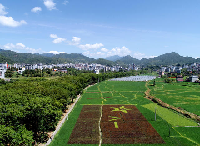 中国饭碗 水稻 桂东县 村民
