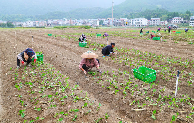 蔬菜  移栽  种植  农事