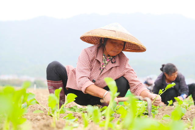 蔬菜  移栽  种植  农事