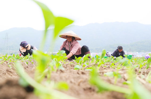 蔬菜  移栽  种植  农事
