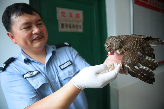 国家二级 动物 斑头鸺鹠 大自然