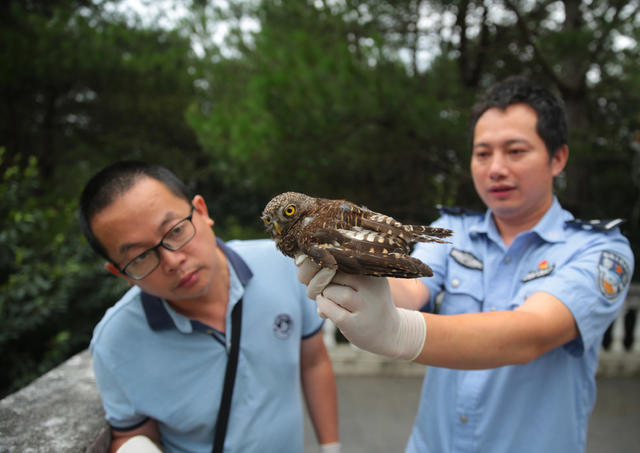 国家二级 动物 斑头鸺鹠 大自然
