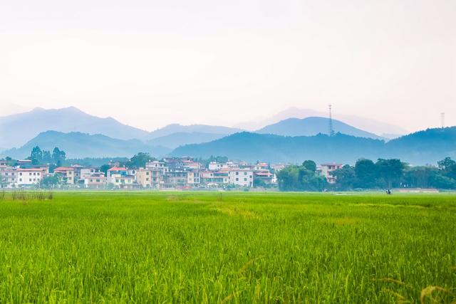 田园 稻田 水稻 乡村 秋日 晚稻 风光