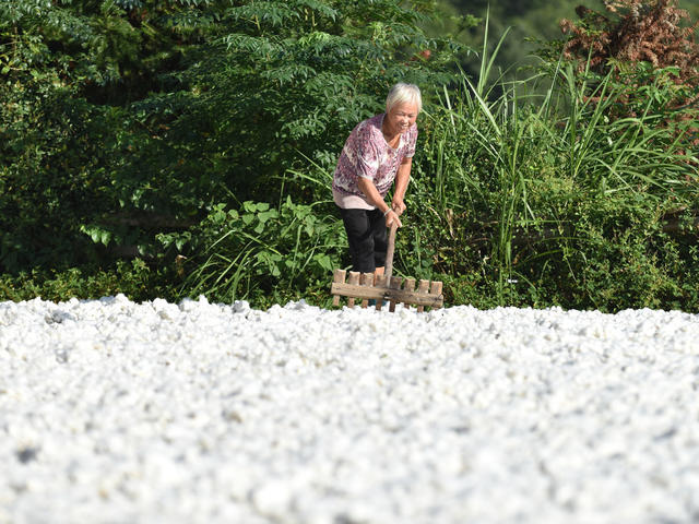 棉花  乡村振兴  产业发展  农民增收  经济建设  就业  秋日 晒秋
