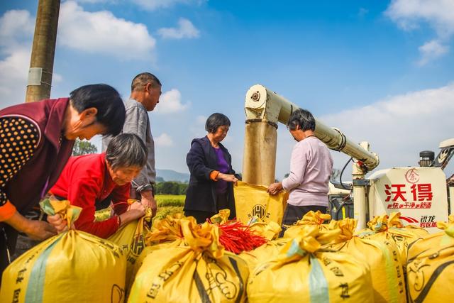 水稻 晚稻 稻谷 粮食 田间 农机 田园 丰收 三农