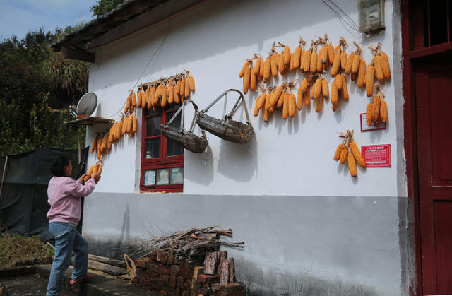 湖南桂东 乡村 晒秋 包谷