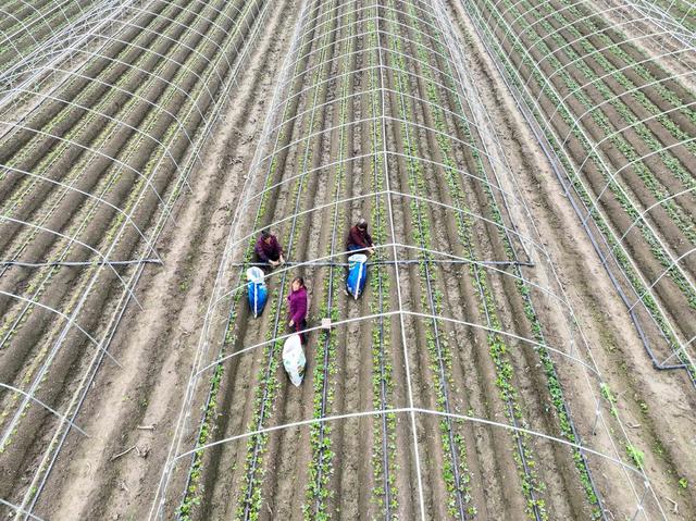 草莓
设施农业
农民
田园
秋管
道县