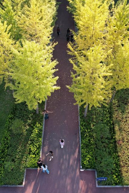 市民 土家族 湘西 苗族 吉首 散步 休闲 银杏 乾州 世纪 黄 风景金秋  寒露 暖阳 美丽