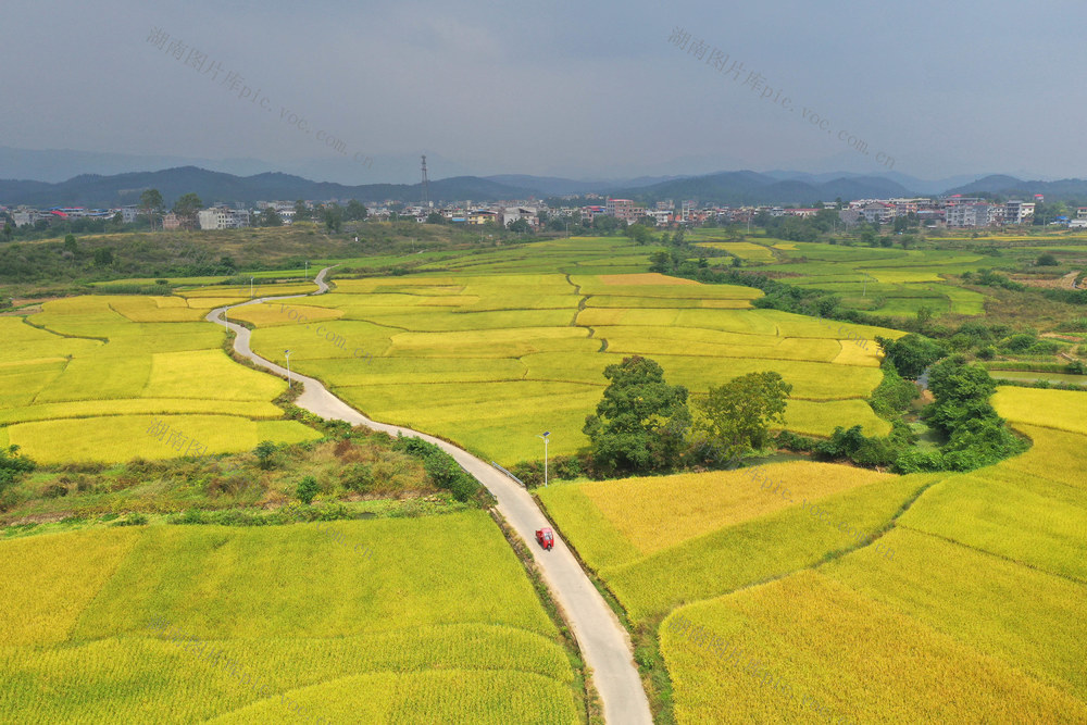 金秋 乡村 水稻 景色