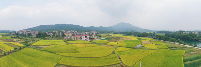 金秋 乡村 水稻 景色