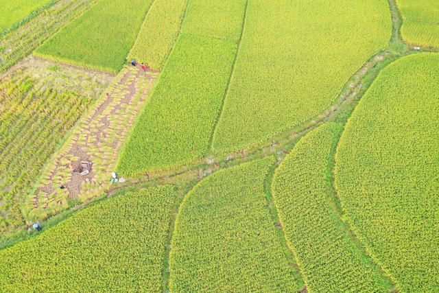 水稻 收割 晾晒