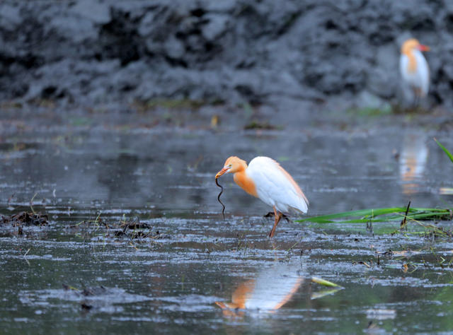 千年鸟道 “充电站” 环境 湖南桂东