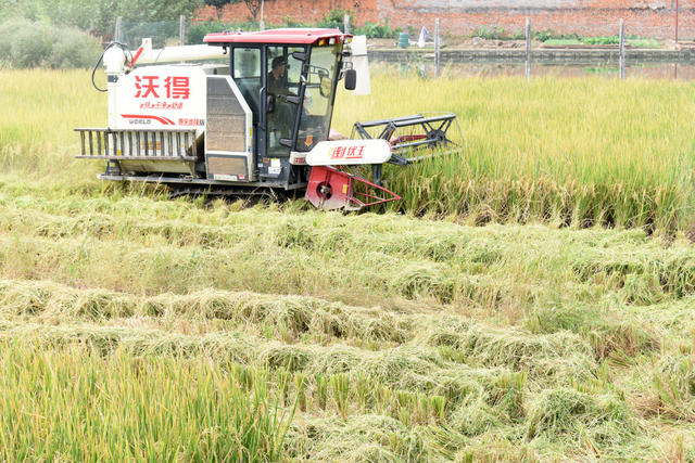 农业  粮食生产  收割机  优质晚稻  市场竞争力  增效增收