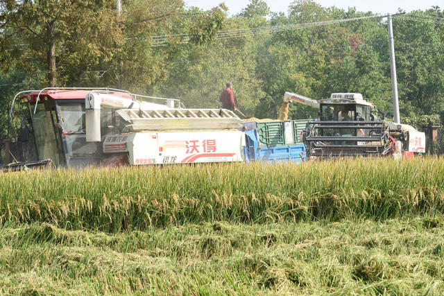 农业  粮食生产  收割机  优质晚稻  市场竞争力  增效增收